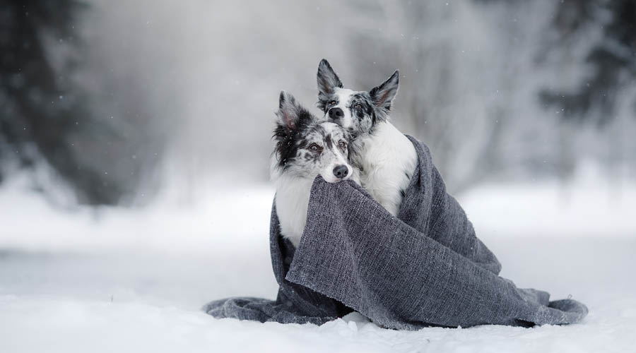 Stärkung des Immunsystems