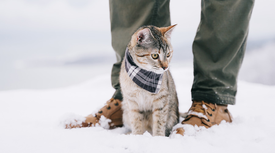 Stärkung des Immunsystems