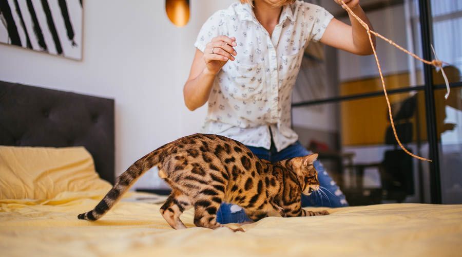 Indoor-Beschäftigung