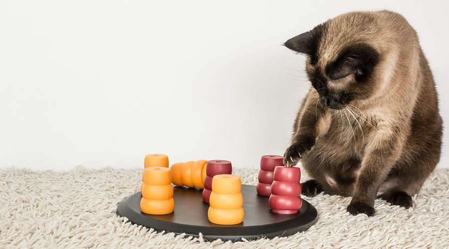 Intelligenzspiele für Katzen
