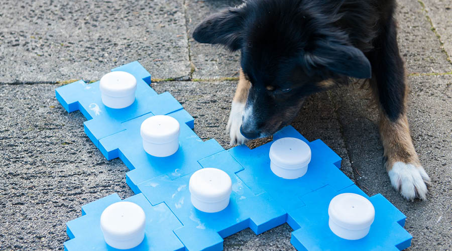 Intelligenzspiele für Hunde