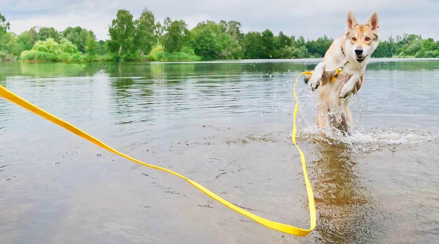 Leinen & Halsbänder