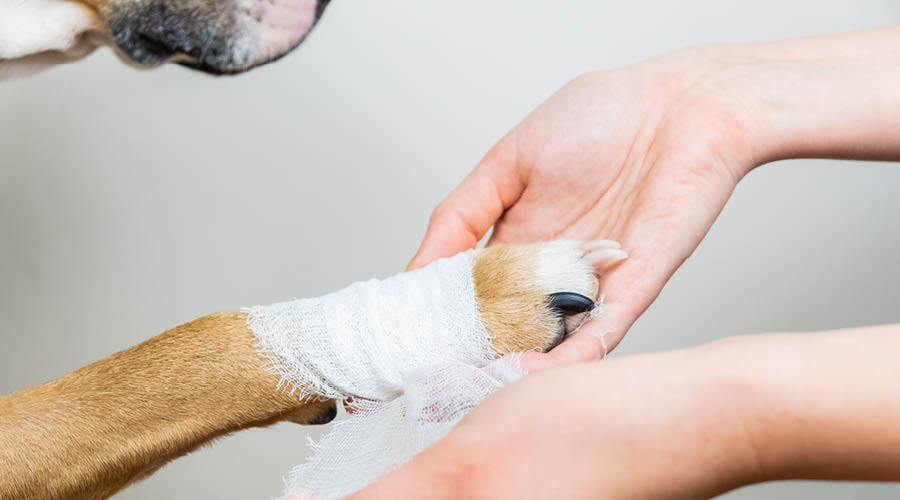 Erste-Hilfe bei Notfällen