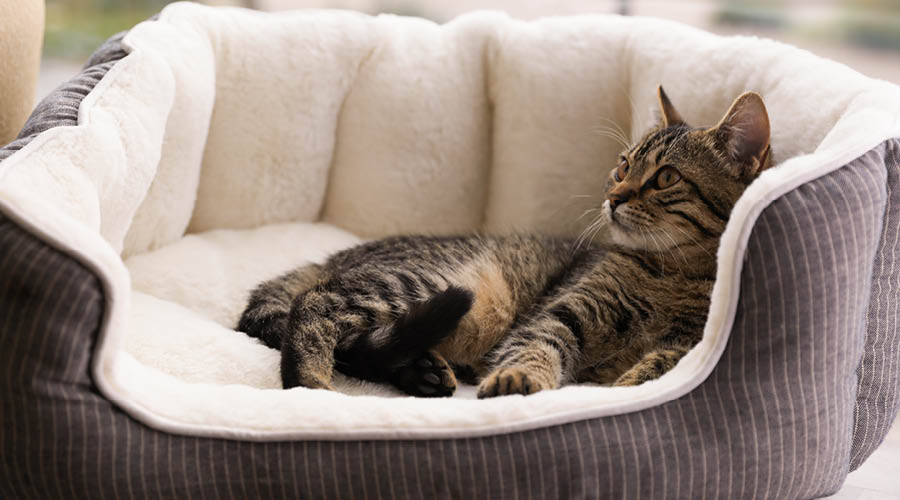 Katzenbetten & Kissen