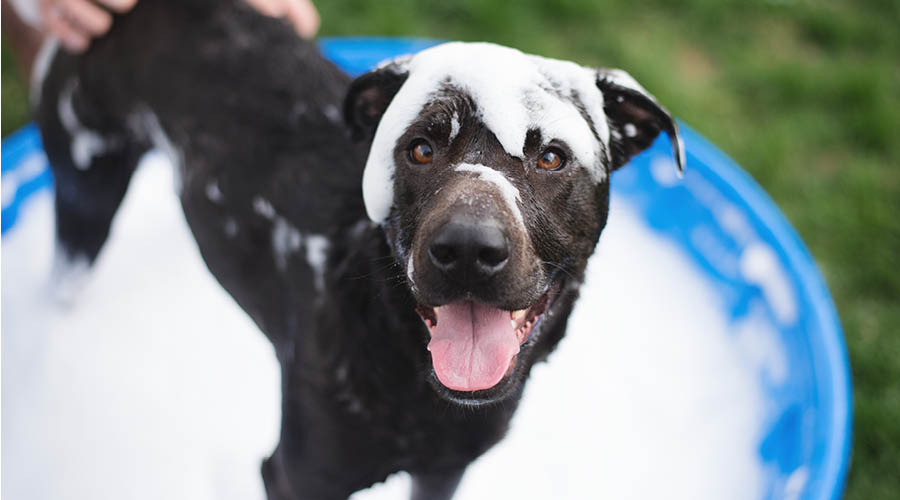 Shampoos, Bürsten & Pflege