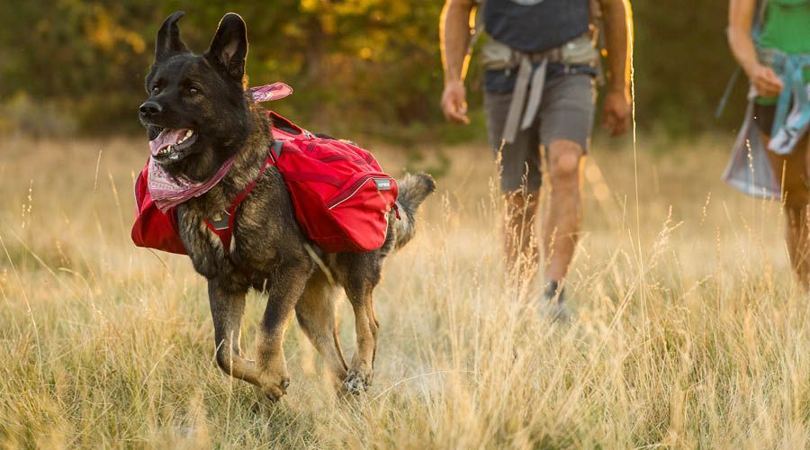 Hunderucksäcke