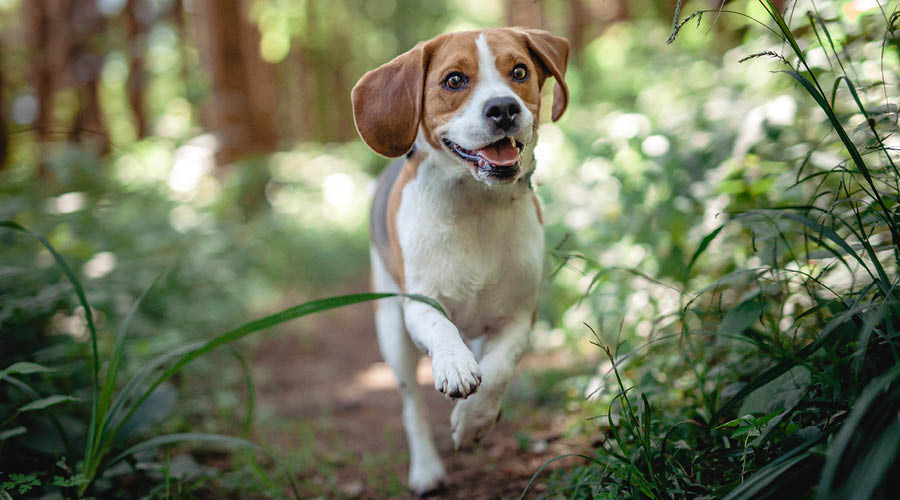 Parasitenschutz für Hunde