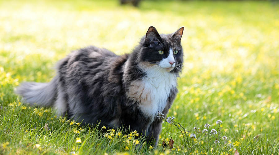 Parasitenschutz für Katzen