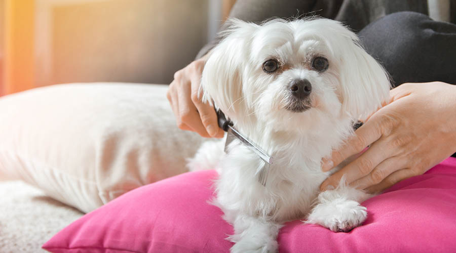 Flohkamm & Handschuhe