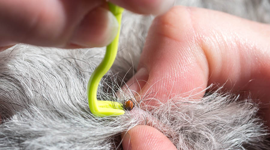 Pinces & crochets à tiques