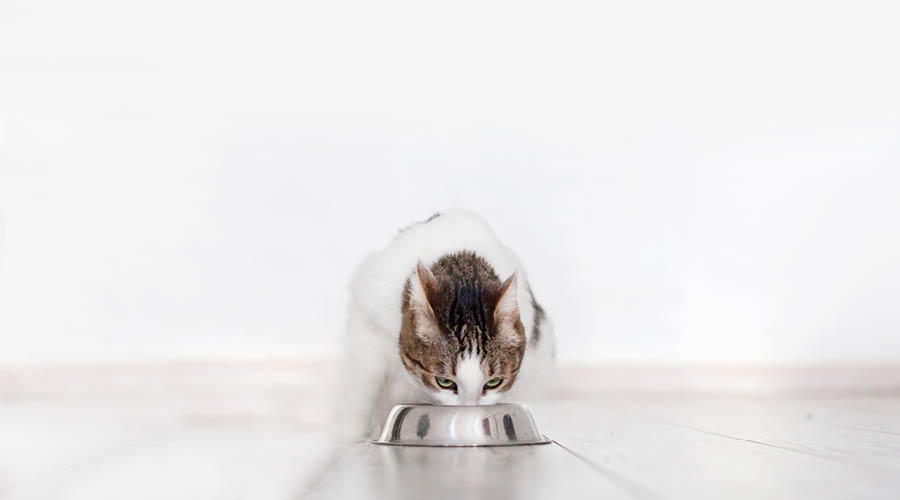 Nourriture pour chats