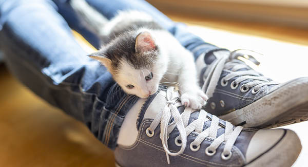 Ein Kätzchen zieht ein