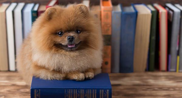 Tier im Recht – Kantonale Hundegesetzgebung