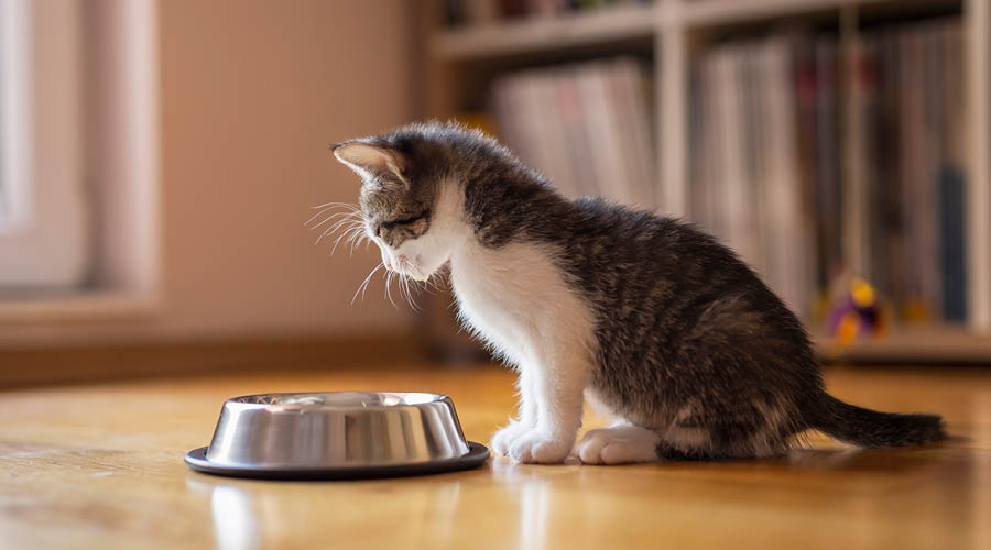 Futter- & Trinknäpfe