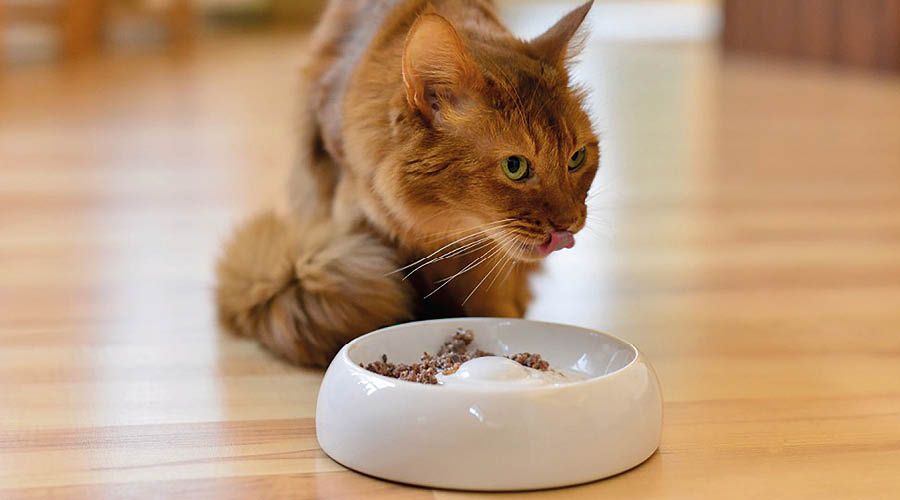 Futter- & Trinknäpfe