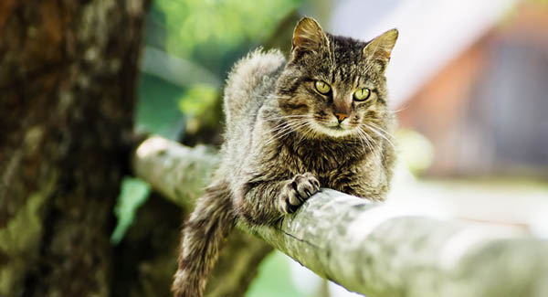Gefahren für Freigänger-Katzen