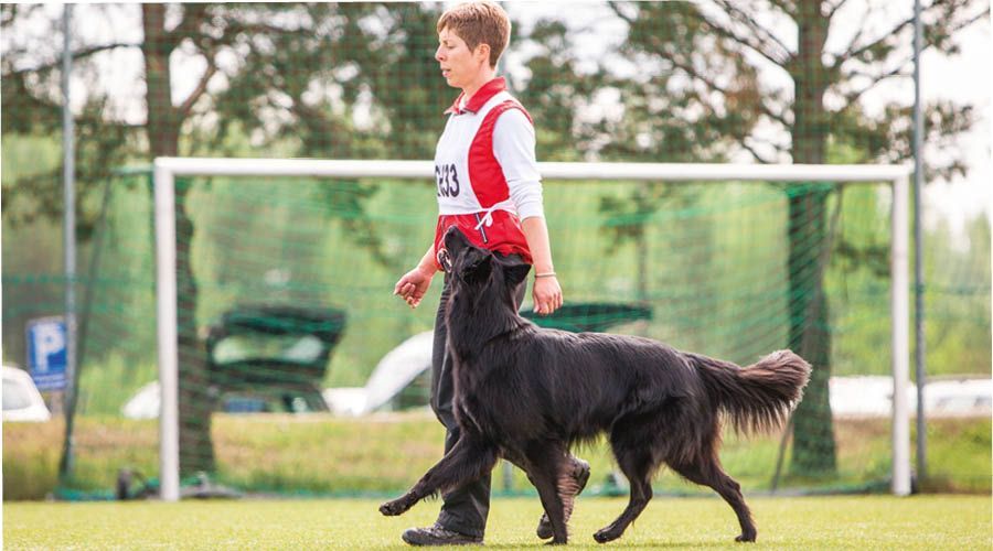 Obedience & Begleithund