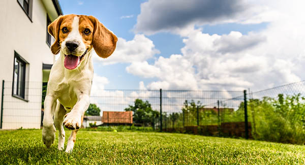 petfinder.ch – Ferienwohnungen und -Häuser