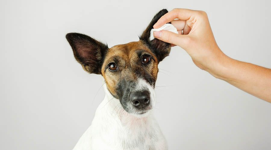 Pflege für Augen & Ohren