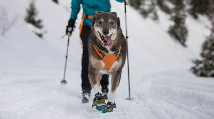 Pfotenschutz & Pfotenpflege
