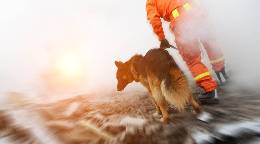 Sanitäts- & Rettungshunde