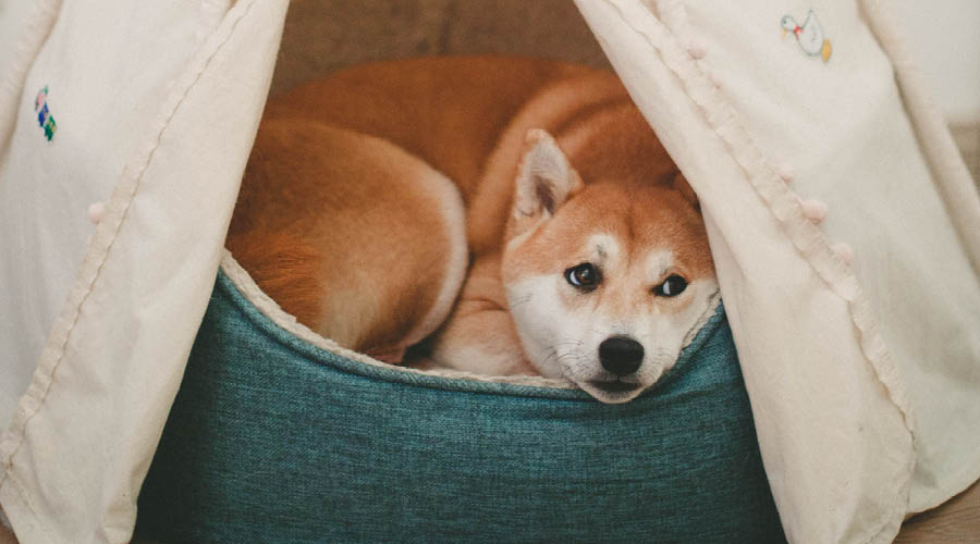 Rückzugsorte für Hunde