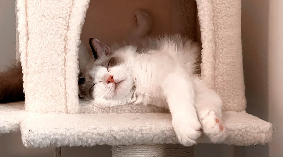 Coins de retrait pour chats