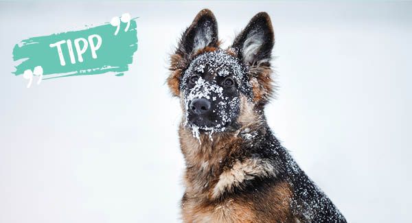 Darf mein Hund Schnee fressen?