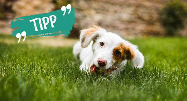 Eine leckere Belohnung