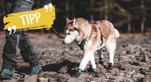 Gesunde Pfoten mit Pfotenschutz