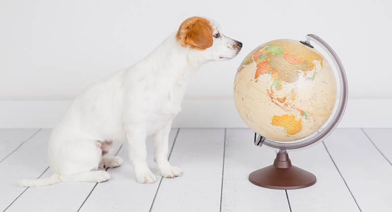 Bundesamt für Veterinärwesen – Online-Hilfe