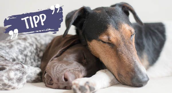 Mit bestem Gewissen einschlafen