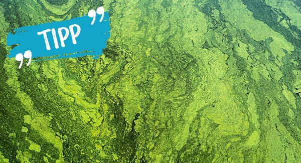 Vergiftung aus dem Wasser