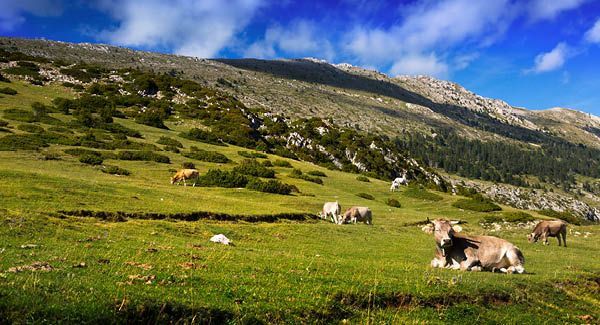 Respekt vor Kuhherden
