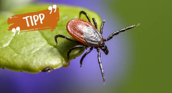 Frei von Zecken die Welt entdecken