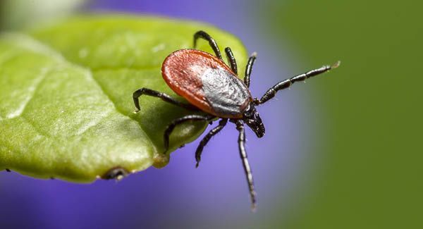 Die Zecken in der Schweiz