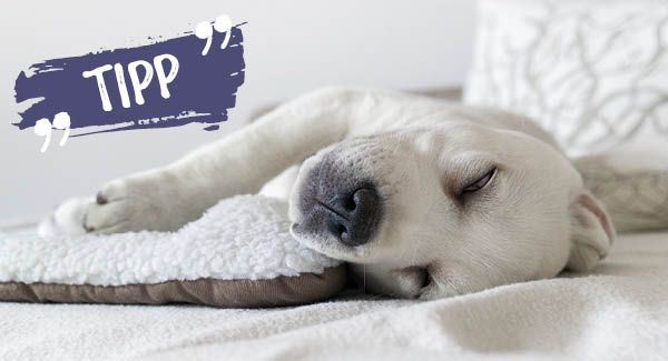 Pour les chiots, le repos est très important