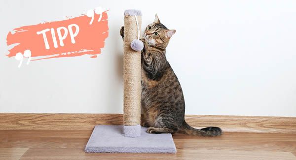 Katzen kratzen dort, wo sie wollen