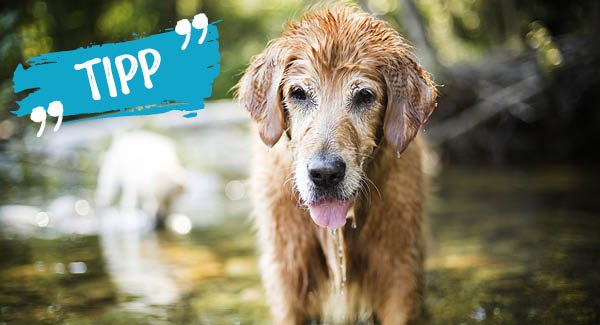 Wasservergiftung beim Hund