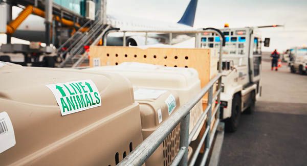 Swiss International Air Lines AG