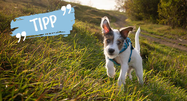 Halsband oder Geschirr?