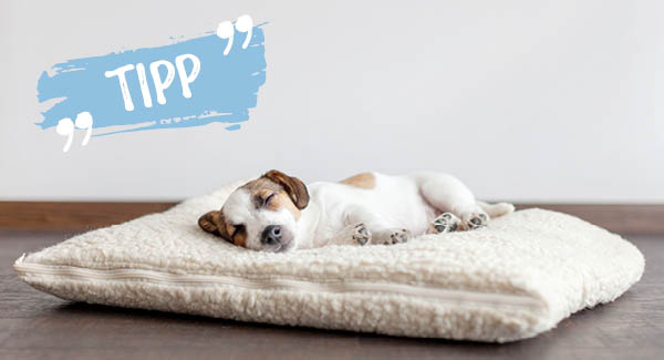 Die erste Nacht im neuen Zuhause