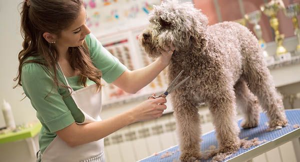 Hunde- und Katzensalons
