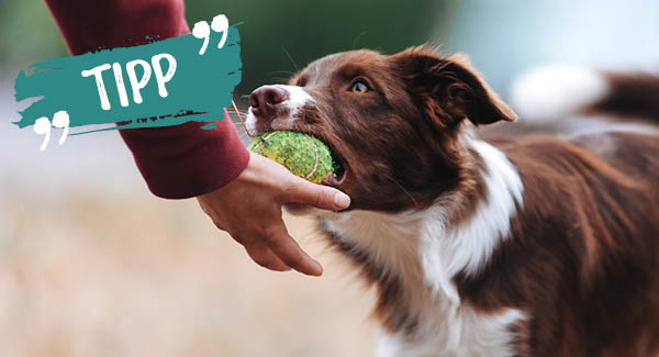 Es gibt viele Beschäftigungsmöglichkeiten