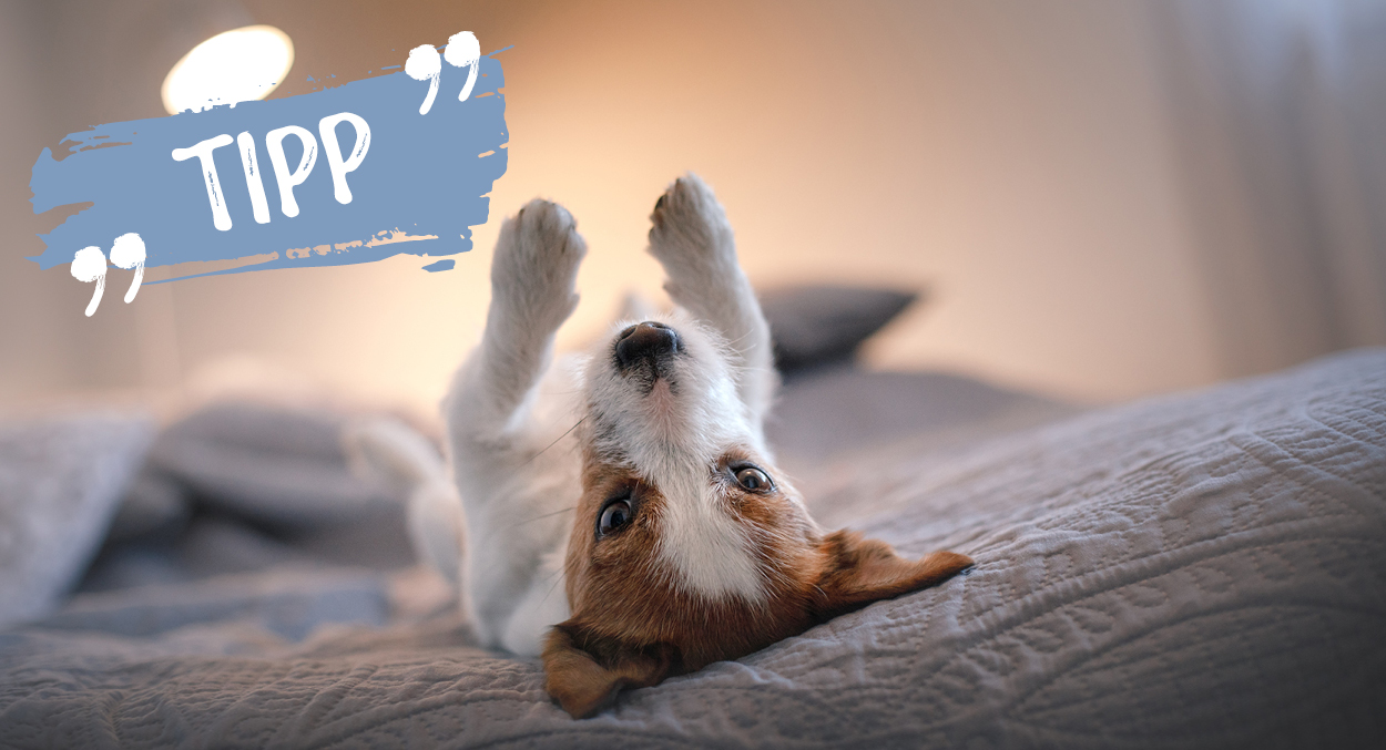 Feuerwerksfreie Orte in der Schweiz