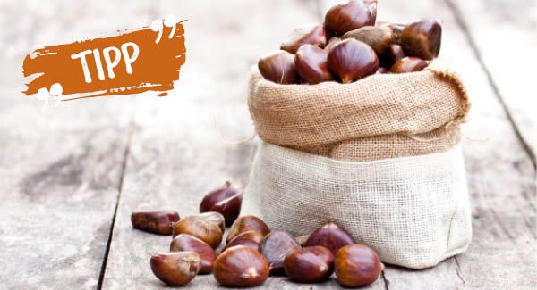 Kastanien können gefährlich sein