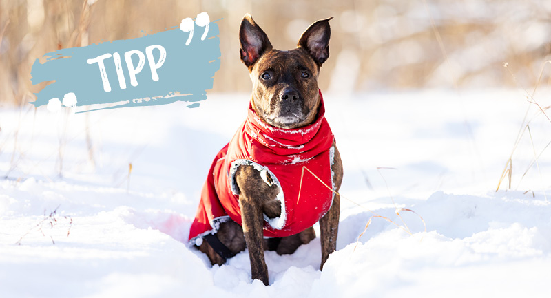 Hund mit Mantel – Sinn oder Unsinn?