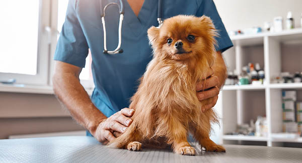 Das sagt der Tierarzt