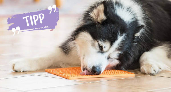 Fellpflege ohne Stress