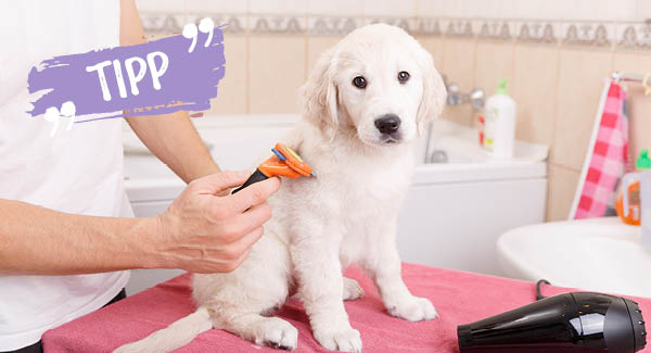 Commencer avec les chiots